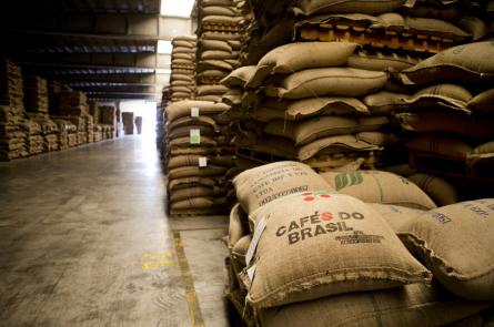 Egyre többen termesztenek kávét, fokozódhat az árverseny