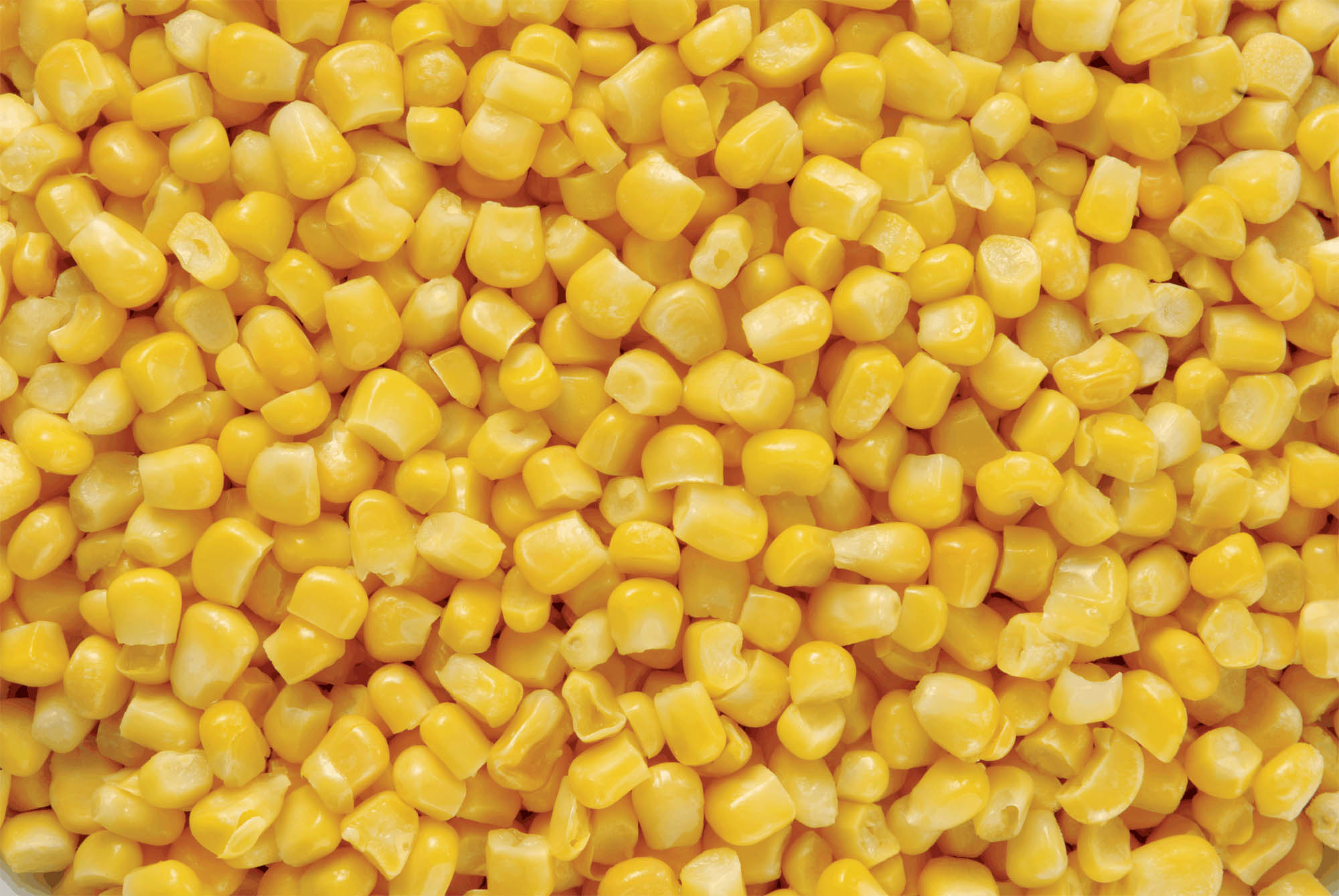 Kukorica technikai elemzés – 2013. szeptember